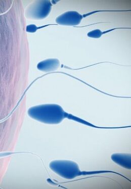 Spermogram pentru potență scăzută