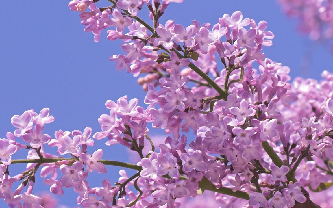 liliac pentru a crește potența