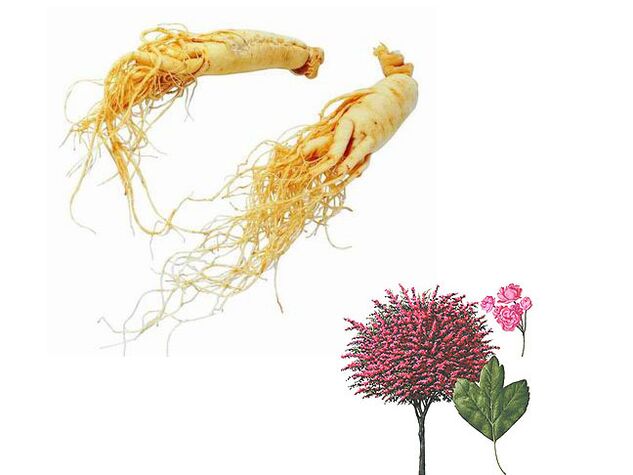 ginseng și păducel pentru a crește potența